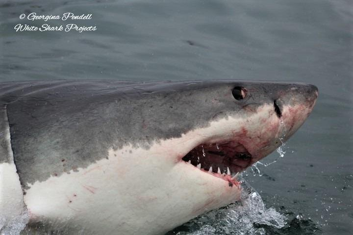 Half-Day White Shark Cage Diving from Gansbaai - Photo 1 of 6